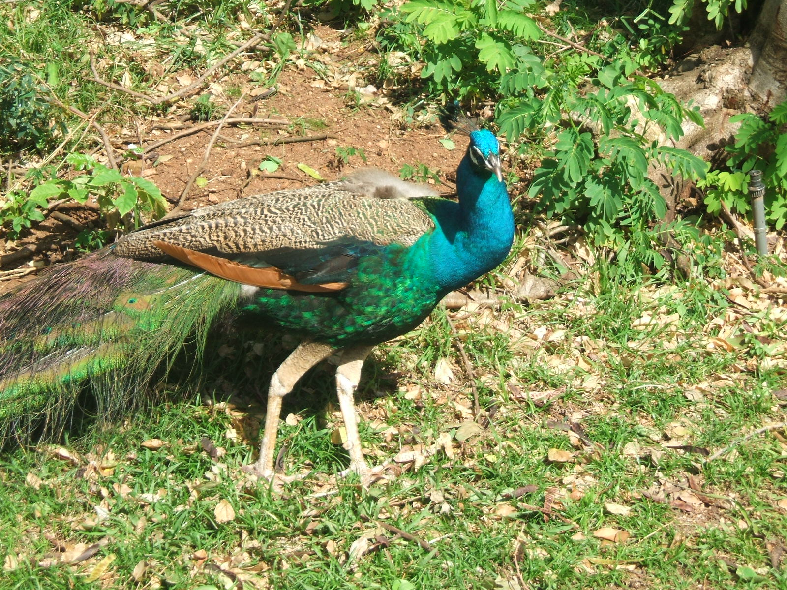 ホノルル動物園名物 放し飼いの孔雀 ハワイ ホノルル動物園へ行ってきた